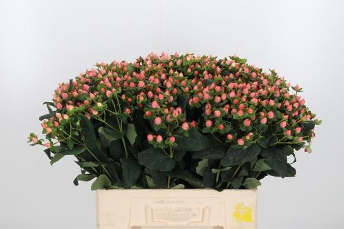 Hypericum androsaemum 'Pacific Jade'