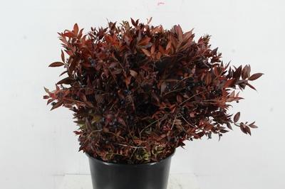 Myrtus communis per bos