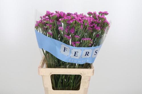 Limonium sinuatum Raspberry Wings