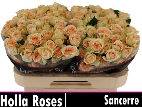 Rosa tros Sancerre