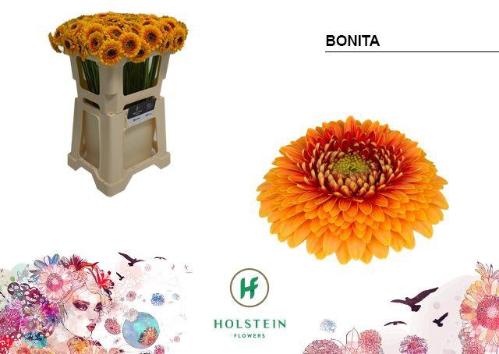 Gerbera mini 'Bonita'