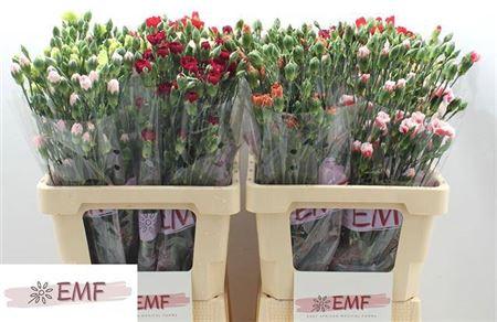 Dianthus tros gemengd in fust