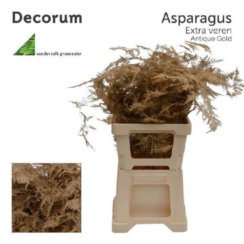 Asparagus overig kleurbehandeld H%