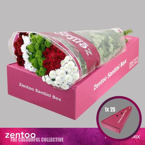 Chrysanthemum Indicum Grp tros santini gemengd