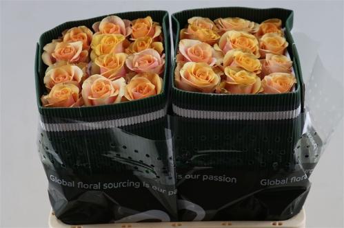 Rosa grootbloemig overig