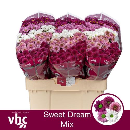 Chrysanthemum Indicum Grp tros santini gemengd