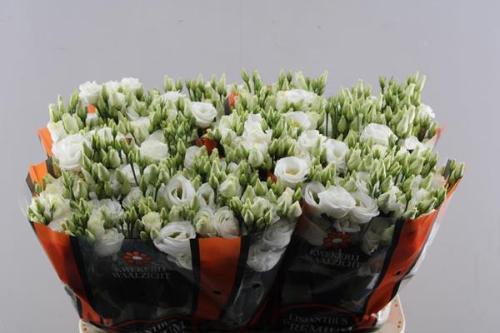 Eustoma russellianum gevuldbloemig 'Rosita White'