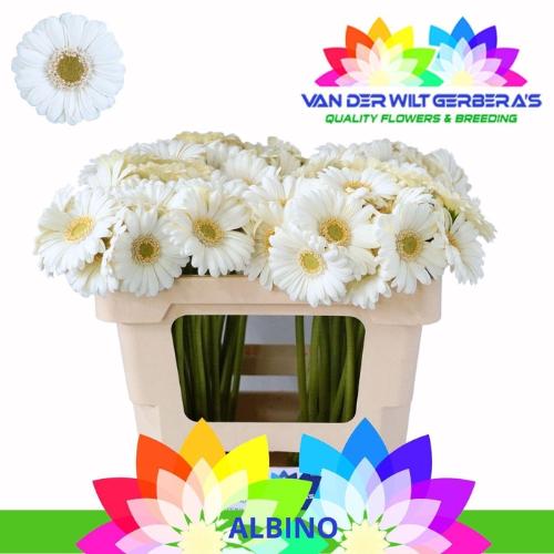 Gerbera mini Albino