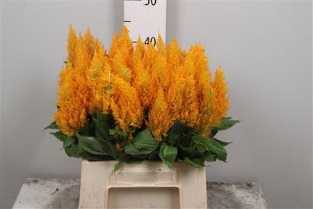 Celosia Plumosa Grp 'Century Geel'