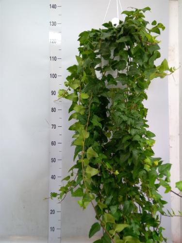 Hedera helix 'Mein Herz'