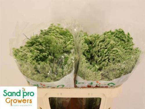 Ammi visnaga 'Casablanca'