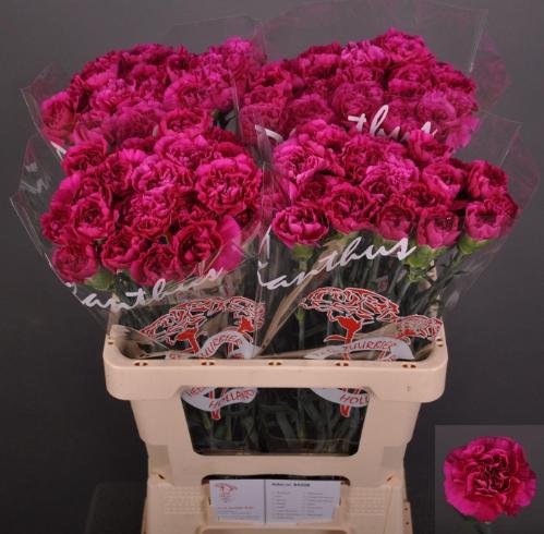 Dianthus standaard Yara+