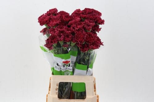 Dianthus standaard overig