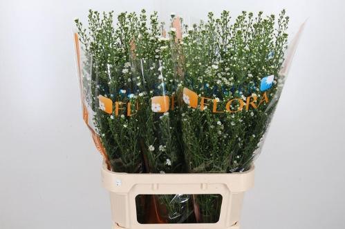 Aster Universum Grp 'Paquita'