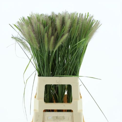 Pennisetum alopecuroides 'Blondie'