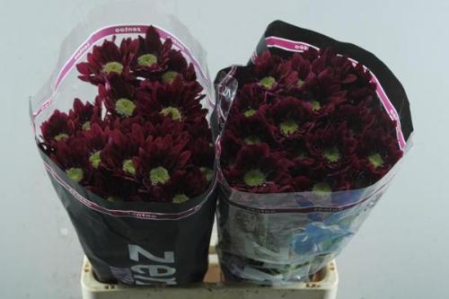 Chrysanthemum (Indicum Grp) tros Serenity Purple
