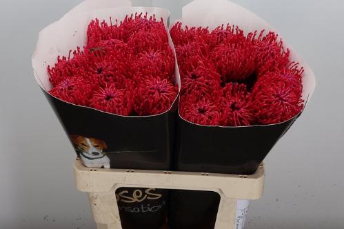 Leucospermum overig
