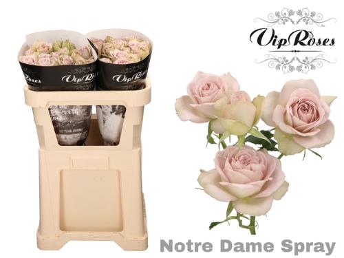 Rosa tros Notre Dame+