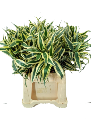 Dracaena sanderiana