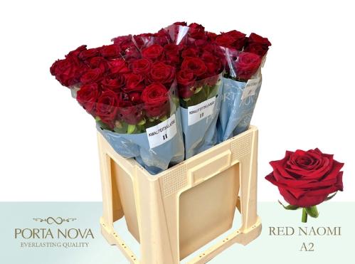 Rosa grootbloemig Red Naomi!