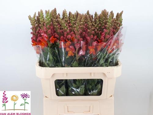 Antirrhinum majus 'Potomac Dark Orange'