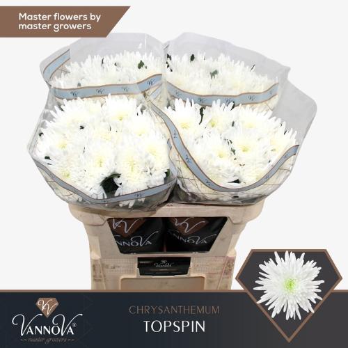 Chrysanthemum (Indicum Grp) geplozen Topspin
