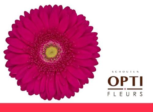 Gerbera grootbloemig 'Riley'