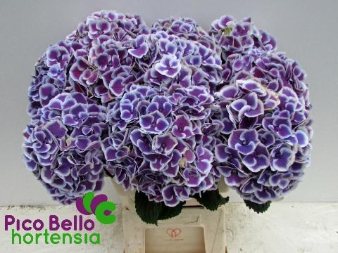 Hydrangea macrophylla 'Harlekijn' (blauw)