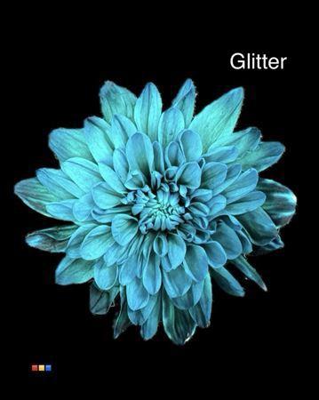 Chrysanthemum Indicum Grp tros kas kleurbehandeld H%