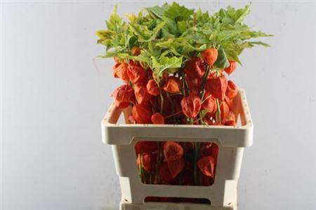 Physalis alkekengi lampion (tak)