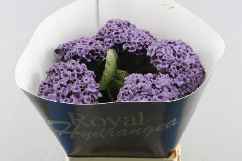 Hydrangea overig kleurbehandeld H%