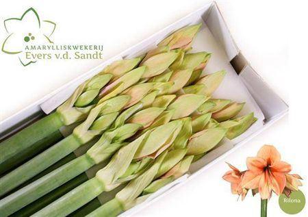 Hippeastrum Galaxy Grp 'Rilona'