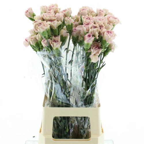 Dianthus standaard Creola