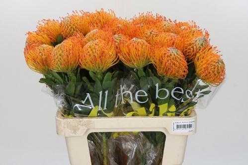 Leucospermum Ayoba Sun