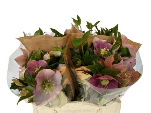 Helleborus 'Queens Light Pink'