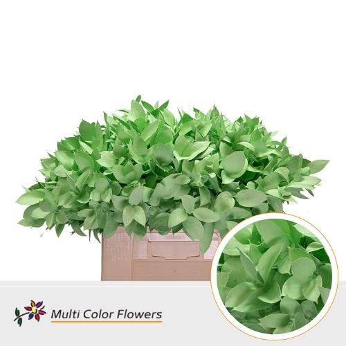 Ruscus kleurbehandeld H%