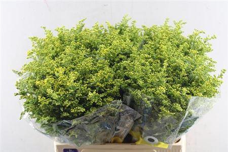 Solidago Carzan Glory