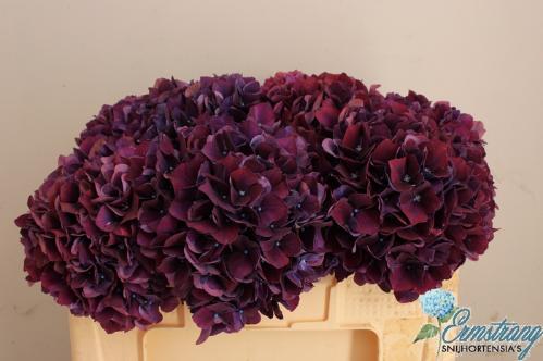 Hydrangea macrophylla Magical Rubyred (paars)