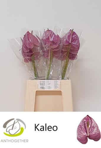 Anthurium Andreanum Grp Kaleo