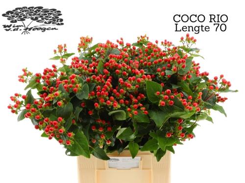 Hypericum Coco Rio