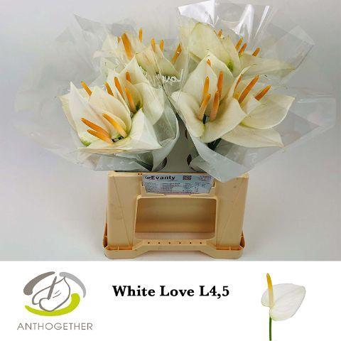 Anthurium (Andreanum Grp) White Love