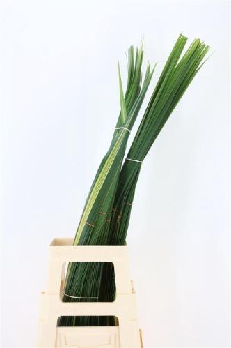 Pandanus (blad)