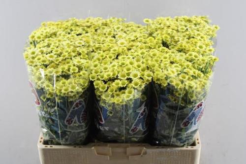 Chrysanthemum (Indicum Grp) tros santini Madiba Nyaka Cream