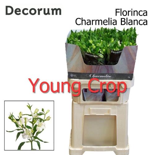 Alstroemeria florinca Charmelia Blanca