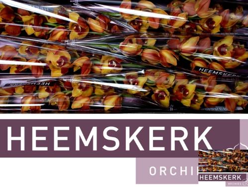 Cymbidium grootbloemig per tak 'Orange Favorit'