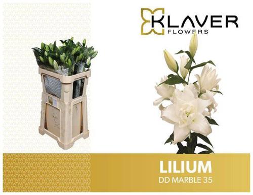 Lilium (Oriental Grp) dubbel overig