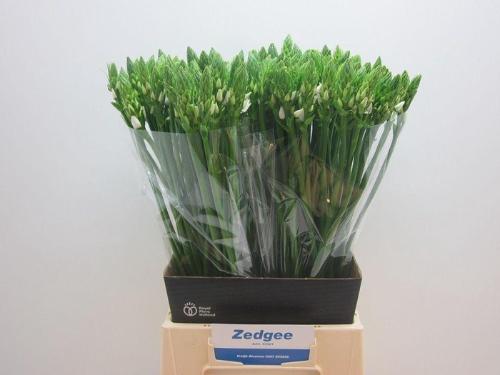 Ornithogalum thyrsoides overig