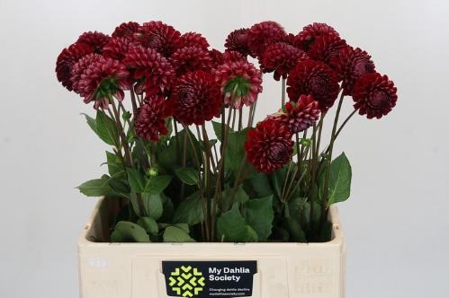 Dahlia 'Cornel'