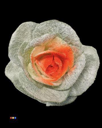 Brassica oleracea kleurbehandeld H%