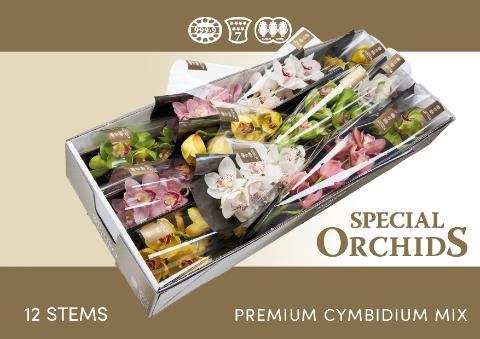 Cymbidium grootbloemig per tak gemengd